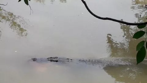 Geger, Buaya Muncul di Teluk Pangandaran - GenPI.co