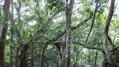 Potensi Pariwisata 8 Hutan di Riau, Salah Satunya di Dumai - GenPI.co