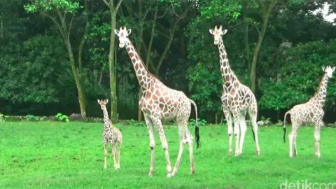 Lucunya, Anggota Baru Bayi Jerapah di Taman Safari Prigen - GenPI.co