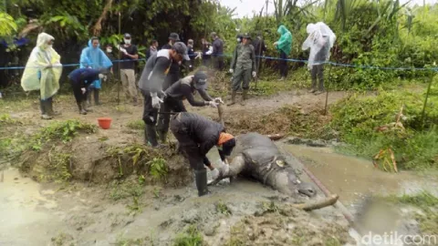 Badak Manggala Ditemukan Mati di TN Ujung Kulon - GenPI.co
