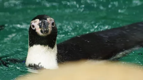 Penguin Humboldt Penghuni Baru Ancol - GenPI.co