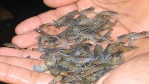 Penyelundupan Baby Lobster Senilai Rp 12 M Berhasil Digagalkan - GenPI.co