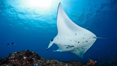 Ikan Pari Raksasa Muncul di Perairan Raja Ampat - GenPI.co