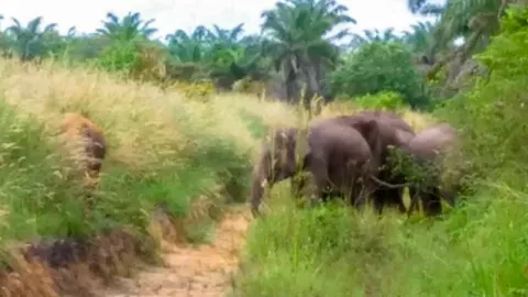 Idul Fitri, Skuad Gajah Rusak Pekarangan Warga di Pekanbaru - GenPI.co