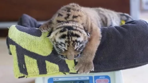 Bayi Harimau Sumatera Lahir di Australia - GenPI.co