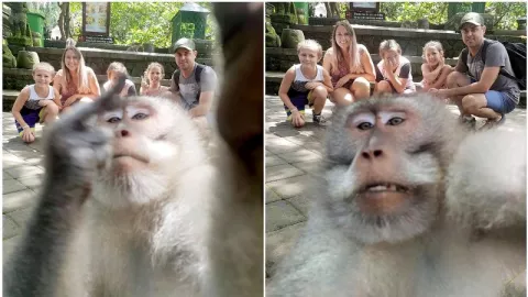 Viral, Seekor Monyet Selfie Mengacungkan Jari Tengah - GenPI.co