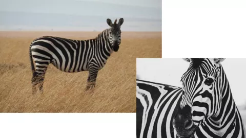 Mengapa Zebra Warnanya Hitam Putih? Ini Jawabannya - GenPI.co