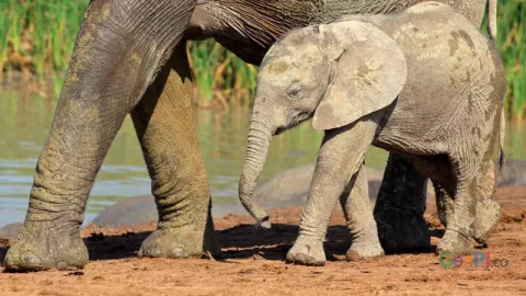 Kondisi Anak Gajah Luka Kena Jerat Mulai Membaik - GenPI.co
