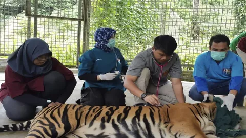 Harimau Inung Rio Mati Akibat Komplikasi Penyakit - GenPI.co