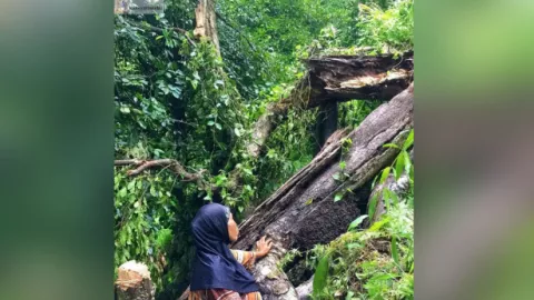 Pohon Cengkeh Tertua di Dunia yang Tumbuh di Ternate ini Rubuh - GenPI.co