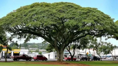 Pohon Trembesi Mampu Serap Co2 dalam Jumlah Besar - GenPI.co