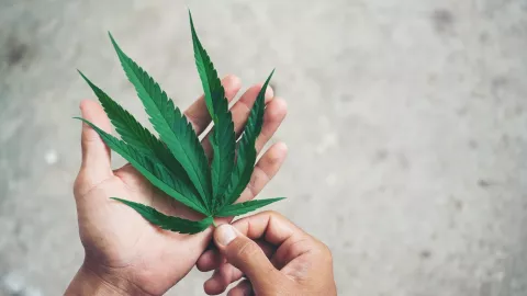 5 Fakta tentang Ganja, Jenis Narkoba yang Menjerat Jefri Nichol - GenPI.co