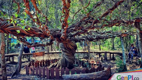 Yuk, Wisata Fantasi ala “Middle Earth” di Pohon Trinil - GenPI.co