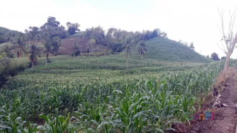 Ladang Jagung Gorontalo, Surga Selfie yang Memukau - GenPI.co