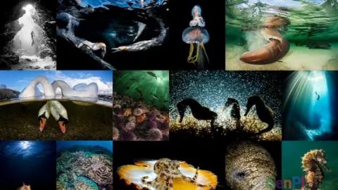 Gelar Underwater Photo Competition, Kemenpar Gandeng Sea Safari Cruises - GenPI.co