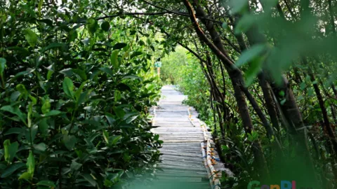 Sepuluh Tahun Hutan Mangrove Ecomarine, Berkah Bagi Lingkungan - GenPI.co