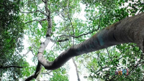 Satu Manusia Butuh Enam Pohon Penghasil Oksigen untuk Berrnafas - GenPI.co