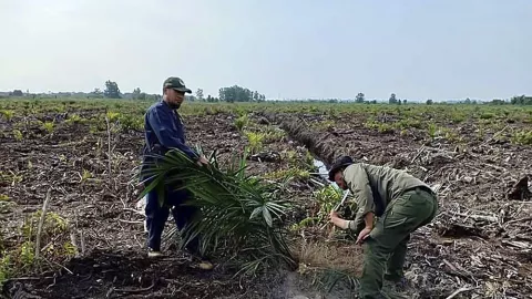 BBKSDA Riau Musnahkan Sawit di Cagar Biosfer Giam Siak Kecil - GenPI.co