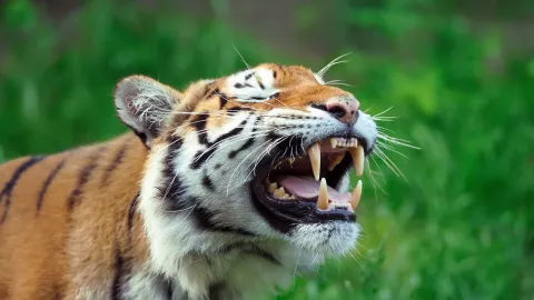 Ketika Harimau di Thailand Disiksa Demi Menyenangkan Turis - GenPI.co