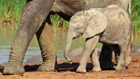 Kena Jerat, Anak Gajah ini Terluka Parah di Kaki - GenPI.co