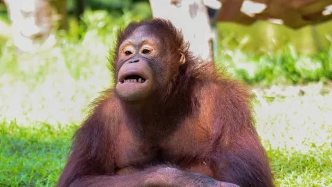 Dugaan Penyiksaan Orangutan di KBS, Video Viral di Medsos - GenPI.co
