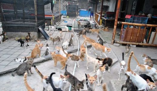 Tips Pencinta Hewan Beri Makan Kucing Liar Tak Ganggu Lingkungan - GenPI.co BALI