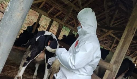 Kabupaten Garut Mulai Berikan Vaksin PMK untuk Hewan Ternak - GenPI.co JABAR
