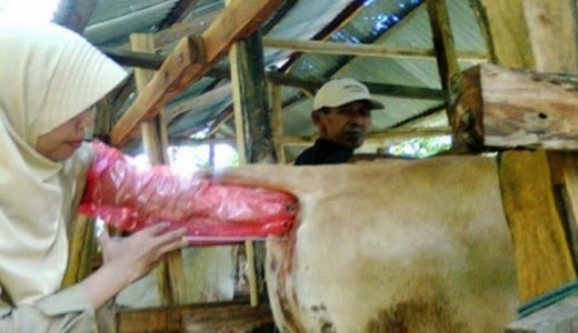 Inseminasi Buatan Sukses Tingkatkan Ternak Sapi di Bangkalan - GenPI.co JATIM