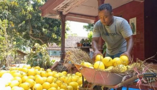 Petani Melon Emas Panen, Omzetnya, Hamdalah - GenPI.co JATIM