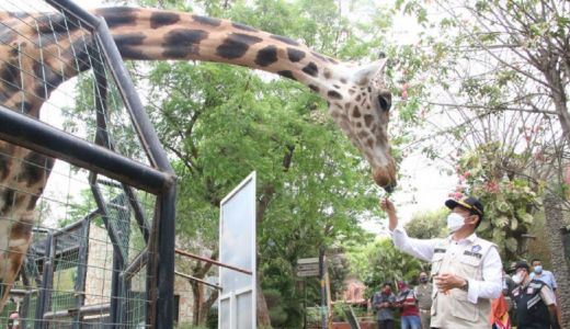 Maharani Zoo Lamongan Dapat Lampu Hijau, Segera Buka Kembali - GenPI.co JATIM