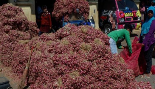 OMG! Petani Bawang Merah di Probolinggo Murung, Kenapa? - GenPI.co JATIM