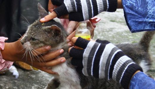 Aksi Ngawi Cats Rescue (NCR) Selamatkan Kucing Jalanan Keren - GenPI.co JATIM