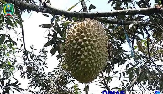 Petani di Magetan Panen Durian Jumbo, Harganya Buat Geleng-geleng - GenPI.co JATIM