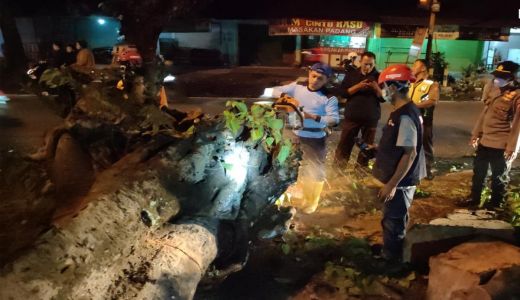Hujan Lebat di Kabupaten Malang Akibatkan Pohon Tumbang - GenPI.co JATIM