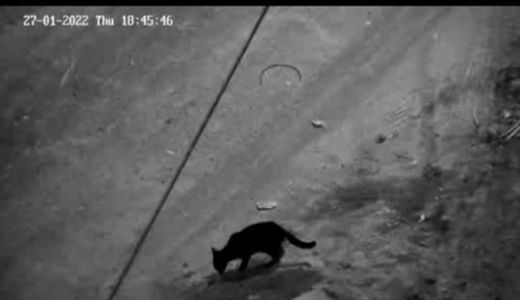 Macan Kumbang Terekam CCTV, Cari Makan di Gunung Semeru - GenPI.co JATIM