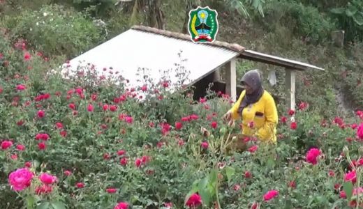 Petani Bunga Mawar di Magetan Panen Cuan Jelang Ramadan, Hamdalah - GenPI.co JATIM