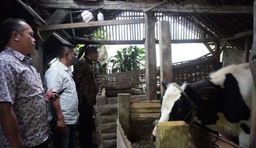 Kabupaten Malang Wilayah Barat Darurat PMK, Jumlahnya Ribuan - GenPI.co JATIM