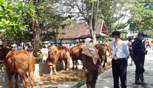 8 Sapi Positif PMK di Sleman Dipotong, Boleh Dikonsumsi - GenPI.co JOGJA