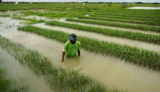 Baru Ditanami, Puluhan Hektare Sawah di Dompu Terendam Banjir - GenPI.co NTB
