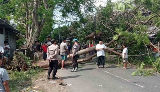 Pohon Tumbang di Kuripan Lobar, Satu Orang Terluka - GenPI.co NTB