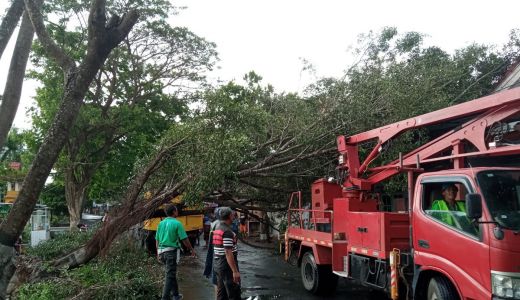Hujan Disertai Angin, Banyak Pohon Tumbang di Kecamatan Selong - GenPI.co NTB