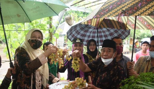Asyik, Dusun Beraringan Jadi Kampung Anggur - GenPI.co NTB
