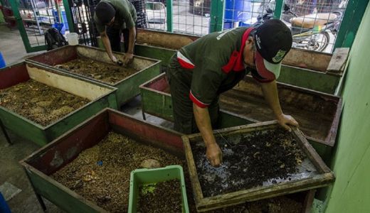 Budidaya Maggot, Jurus Pemkot Mataram Atasi Sampah - GenPI.co NTB