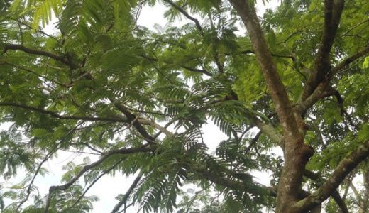 Penebangan Pohon Pelindung di Mataram Bakal Diatur, Ini Sebabnya - GenPI.co NTB