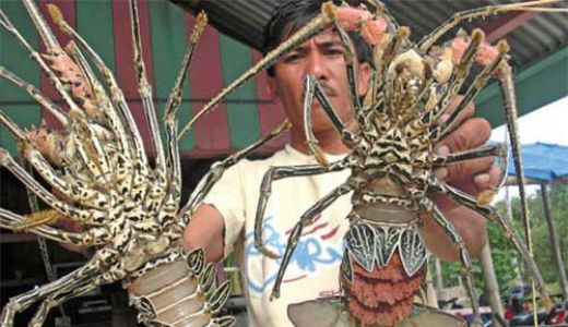 KKP Meresmikan Kampung Lobster di Lotim - GenPI.co NTB