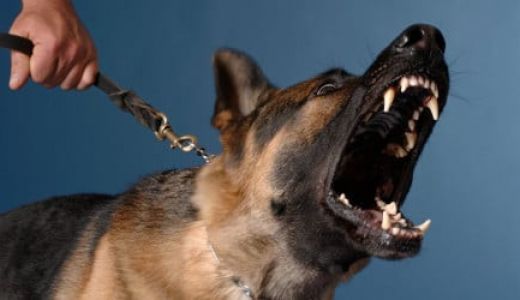 Pemprov NTB Bantah Basmi Anjing Liar Secara Brutal - GenPI.co NTB