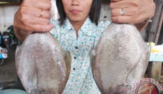 Top! Lombok Barat Pasok 6 Ton Ikan Bawal ke Perusahaan Tambang - GenPI.co NTB