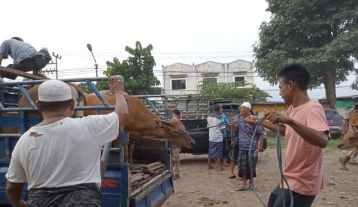 Cegah PMK, Distan Mataram Semprot Kandang Ternak - GenPI.co NTB