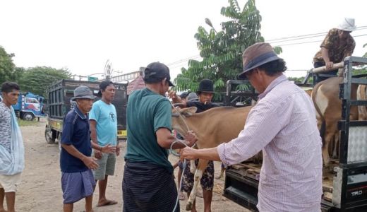 Hewan Kurban, Mataram Andalkan Pasokan Peternak Lokal - GenPI.co NTB