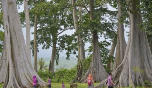 Berkunjung ke Pohon Raksasa yang Langka di Lotim - GenPI.co NTB